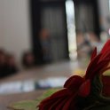 IMG_6992